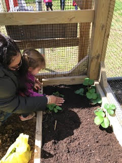 Garden planting